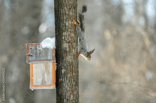 Squirrel perched on the branch of a tree in a forest