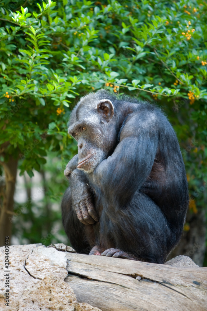 Pan troglodytes - Scimpanze