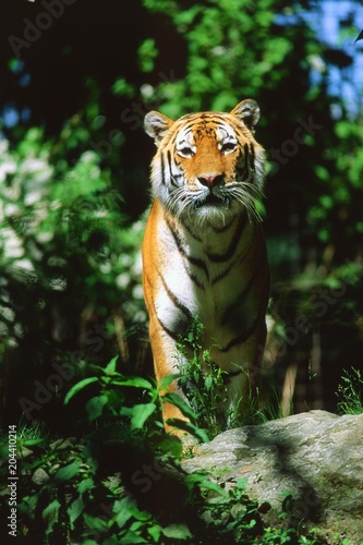 Fototapeta Naklejka Na Ścianę i Meble -  Panthera tigris altaica - Tigre siberiana