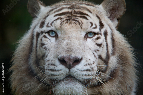 Fototapeta Naklejka Na Ścianę i Meble -  Panthera tigris tigris - Tigre del Bengala
