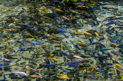 Фотография African Cichlid Pond