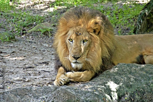 King of the Savannah
