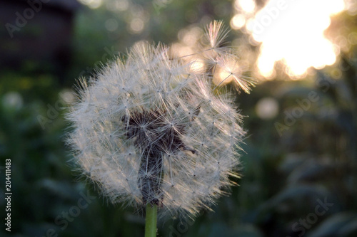 Dandelions close - up