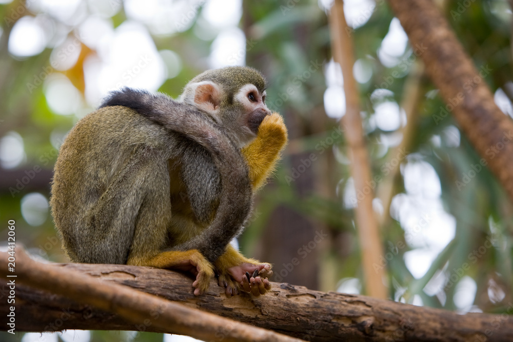 Fototapeta premium Saimiri sciureus - Saimiri scoiattolo