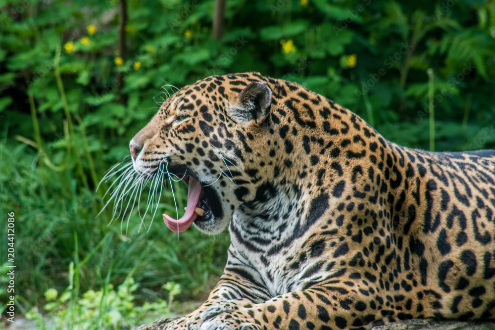 jaguar - obrazy, fototapety, plakaty 