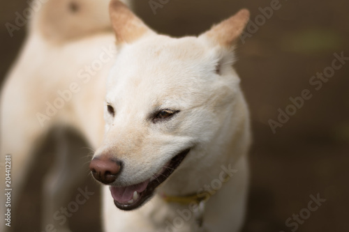 Retrato de perro a detalle © Poncho White