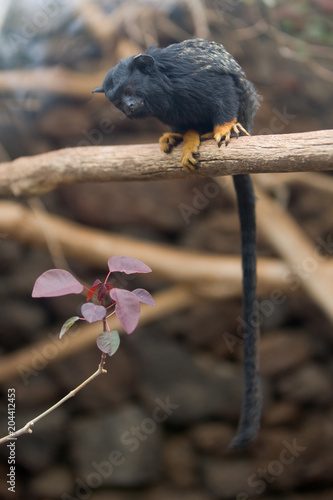 Sanguinus midas - Tamarino dalle mani rosse