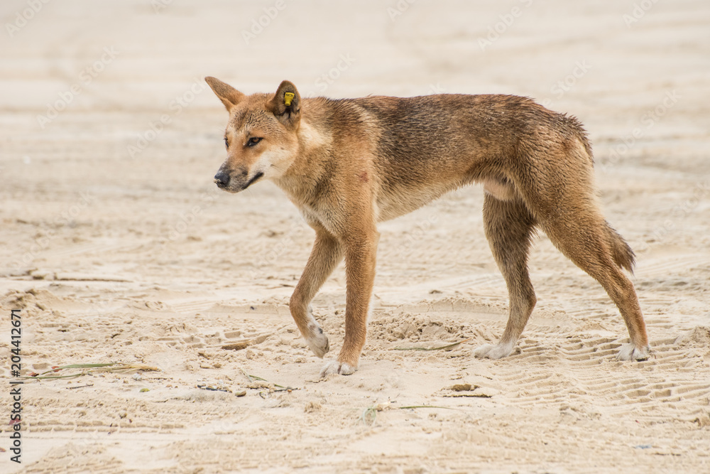 Wild Ding walking on sand