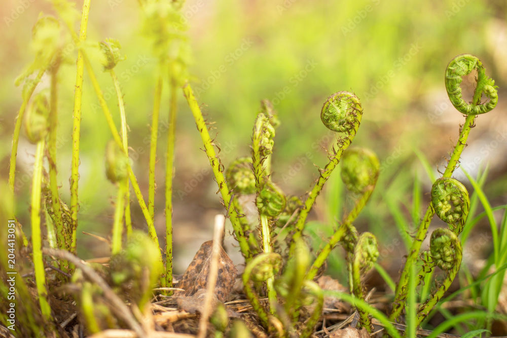 Spiral of young sprouts fern in spring in sunlight