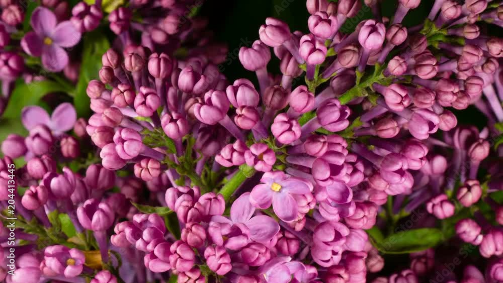 Lilac flowers bloom recovering after watering in time lapse on a black background. Beautiful violet flower closeup Lilac flowers bloom recovering after watering in time lapse on a black background. Beautiful violet flower closeup