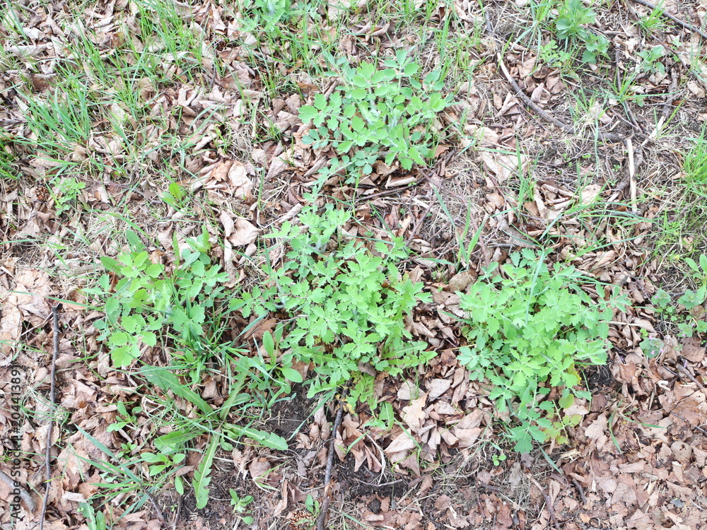 the first spring grass grows through dry leaves the first spring grass grows through dry leaves
