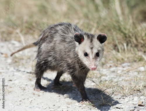 Konstfotografi Common Opossum walking