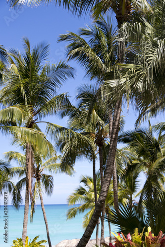 caribbean dream  cuba