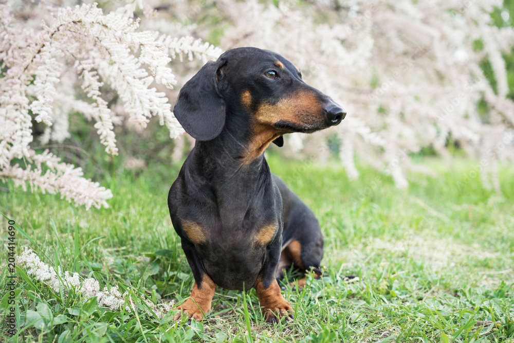 cute dog of the breed of dachshund, black and tan, on a background of pink flowers in spring