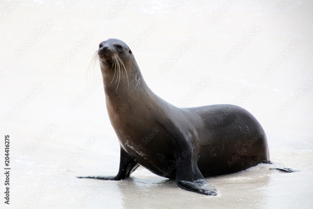 Fototapeta premium Galapagos-Seelöwe