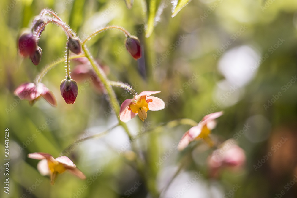 Spring forest. Primroses around the tree. Blossoming and budding nature. Photo for a banner and high-resolution photo wallpapers. Spring forest. Primroses around the tree. Blossoming and budding nature. Photo for a banner and high-resolution photo wallpapers.