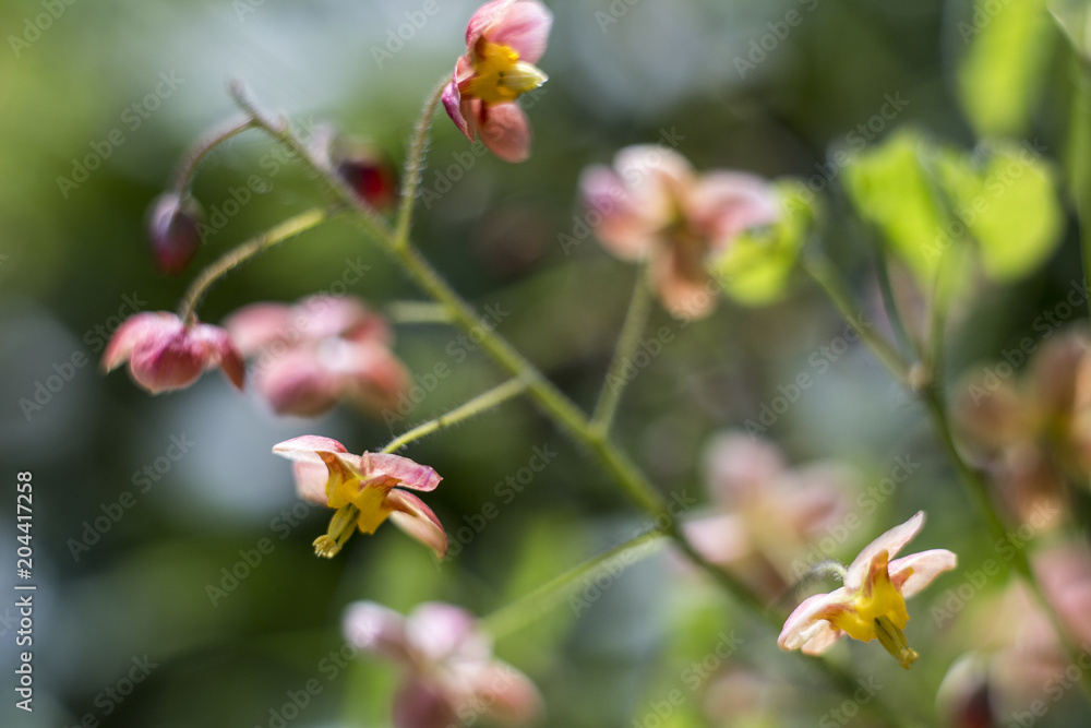 Spring forest. Primroses around the tree. Blossoming and budding nature. Photo for a banner and high-resolution photo wallpapers. Spring forest. Primroses around the tree. Blossoming and budding nature. Photo for a banner and high-resolution photo wallpapers.