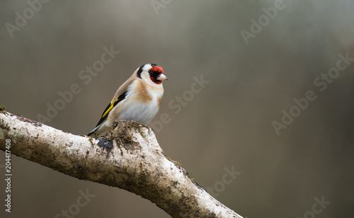 Goldfinch on a cloudy day
