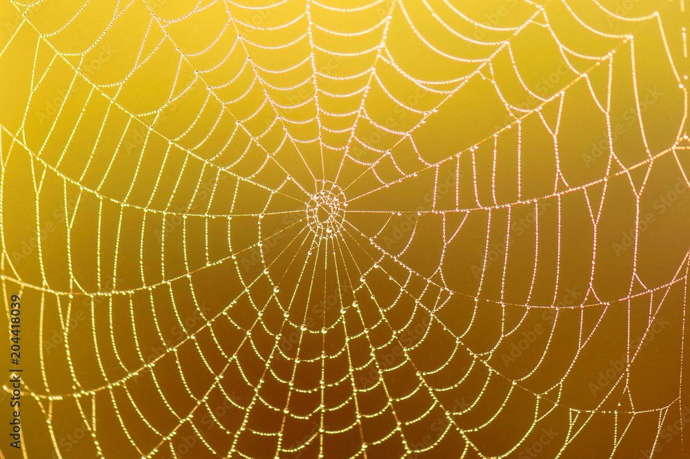 Spider web with dew drop on colorful blurred background. close-up. Concept. 