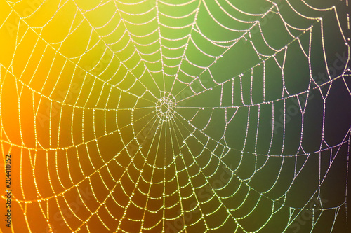 Spider web with dew drop on colorful blurred background. close-up. Concept. 