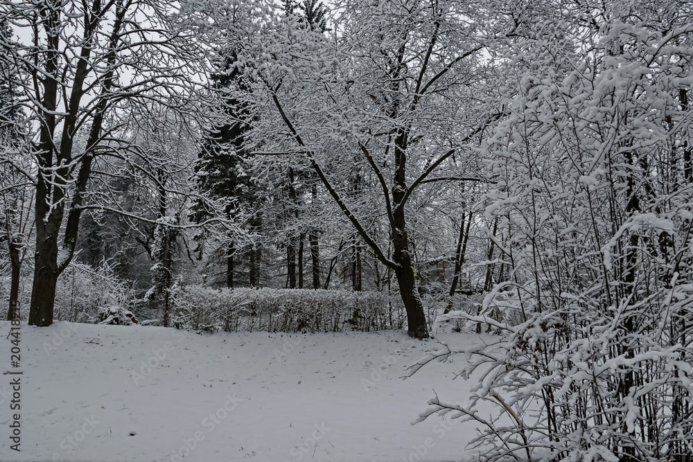 Fototapeta premium Snowy trees in winter late afternoon, Bankia Sofia