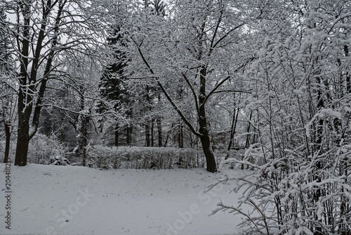 Wallpaper Mural Snowy trees in winter late afternoon, Bankia Sofia Torontodigital.ca