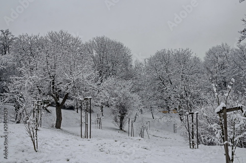 Snowy trees in winter late afternoon, Bankia Sofia photo