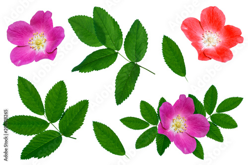 Bright colorful briar flowers isolated on white background.