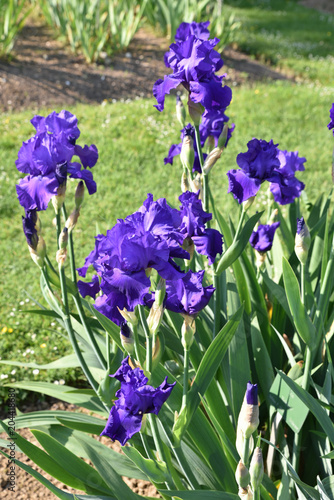 Fototapeta Naklejka Na Ścianę i Meble -  Iris bleu indigo au jardin au printemps