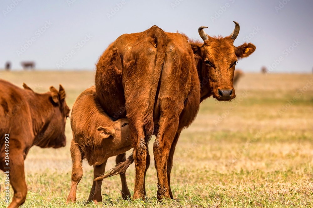 Young calf drinks milk from cow in field Young calf drinks milk from cow in field
