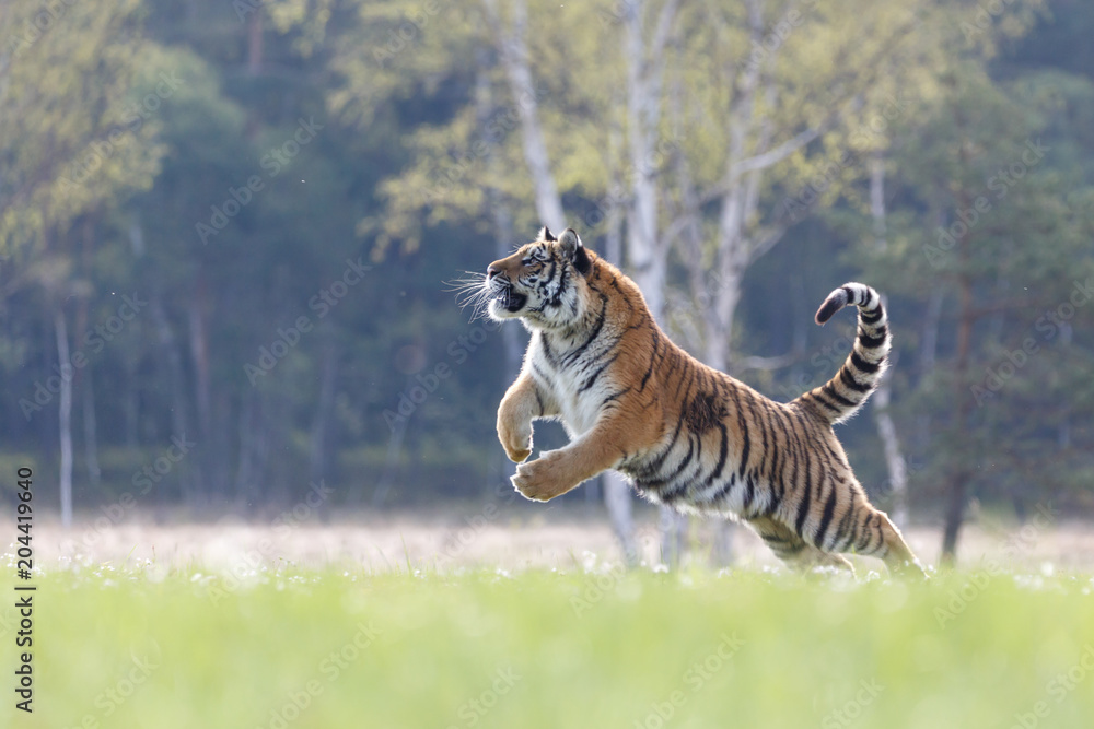 Fototapeta premium Tygrys syberyjski w skoku