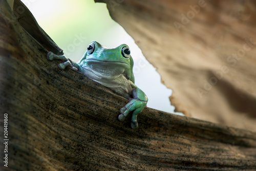 Frog in dry leaf