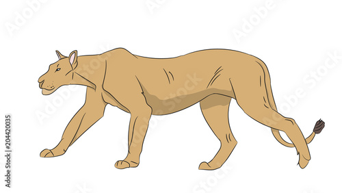 lioness color  vector