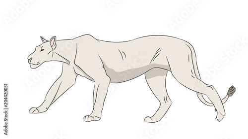 lioness color  vector