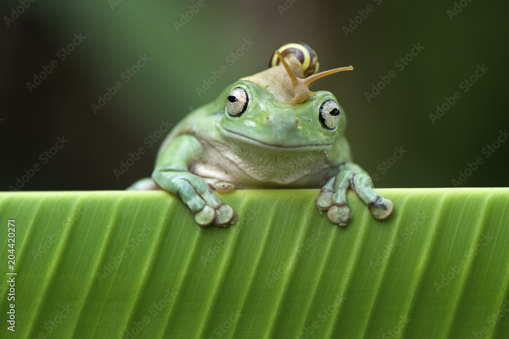 Photography Frog and snail