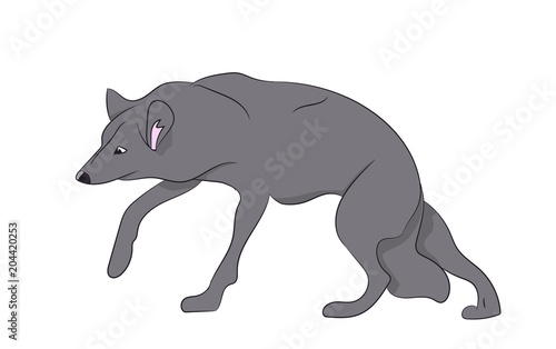 wolf vector illustration