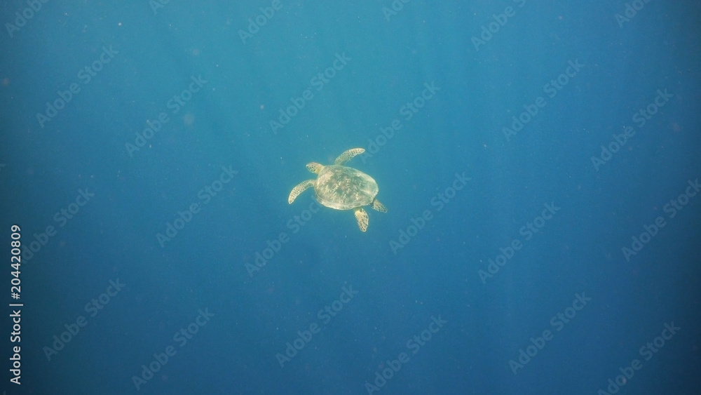 Sea turtle swimming underwater in the sea. Turtle moves its flippers in the ocean under water in the rays of the sun. Wonderful and beautiful underwater world. Diving and snorkeling the tropical sea Sea turtle swimming underwater in the sea. Turtle moves its flippers in the ocean under water in the rays of the sun. Wonderful and beautiful underwater world. Diving and snorkeling the tropical sea