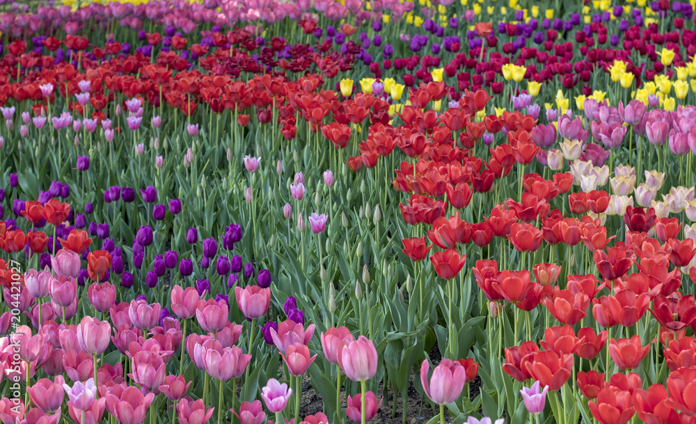 Close-up of pink tulips in a field of pink flowers