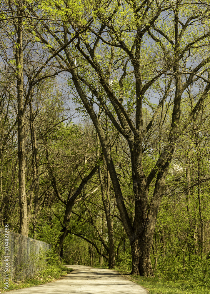 Into the budding springtime canopy Into the budding springtime canopy