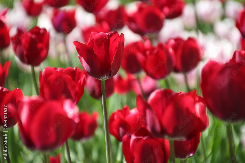 Tulips in many colors in sunlight Tulips in many colors in sunlight
