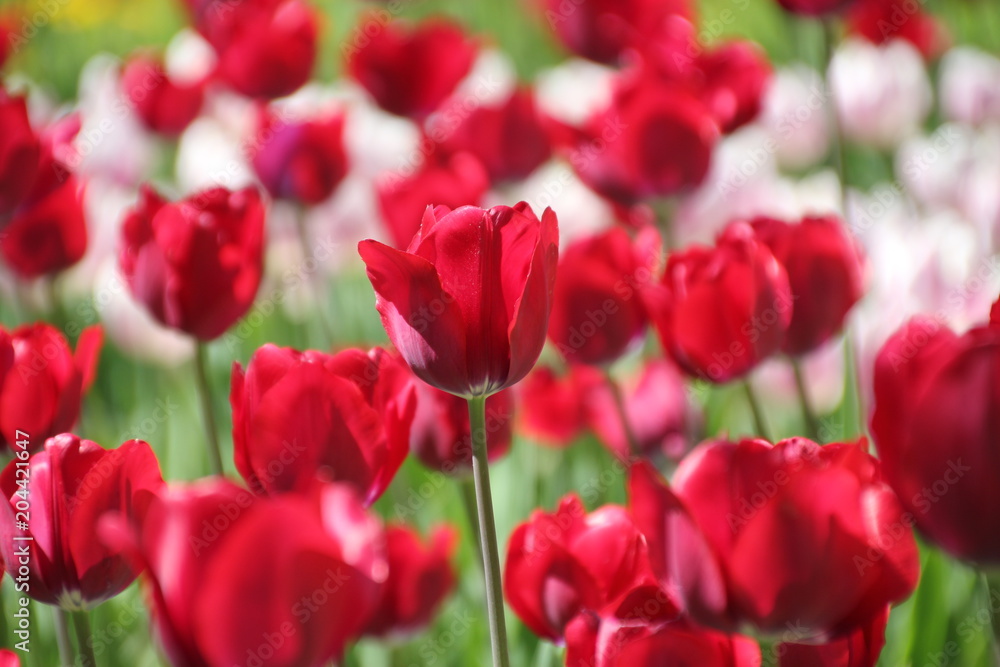 Tulips in many colors in sunlight Tulips in many colors in sunlight