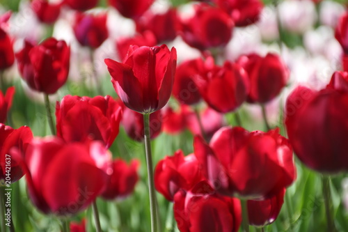 Tulips in many colors in sunlight © silvladv