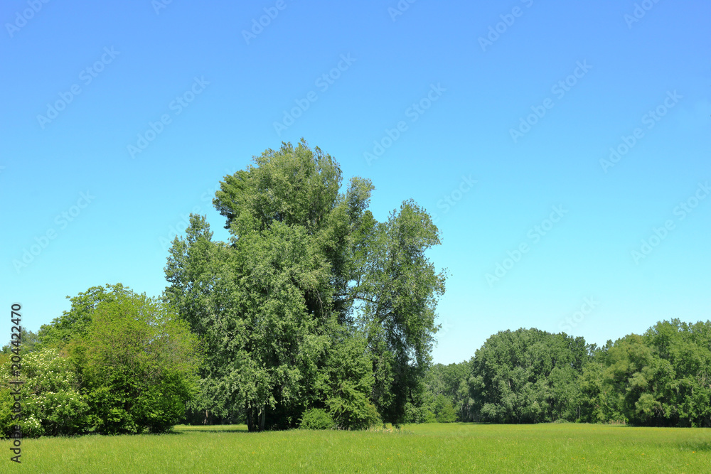 Fototapeta premium Aulandschaft bei der Donau im Frühjar 2018