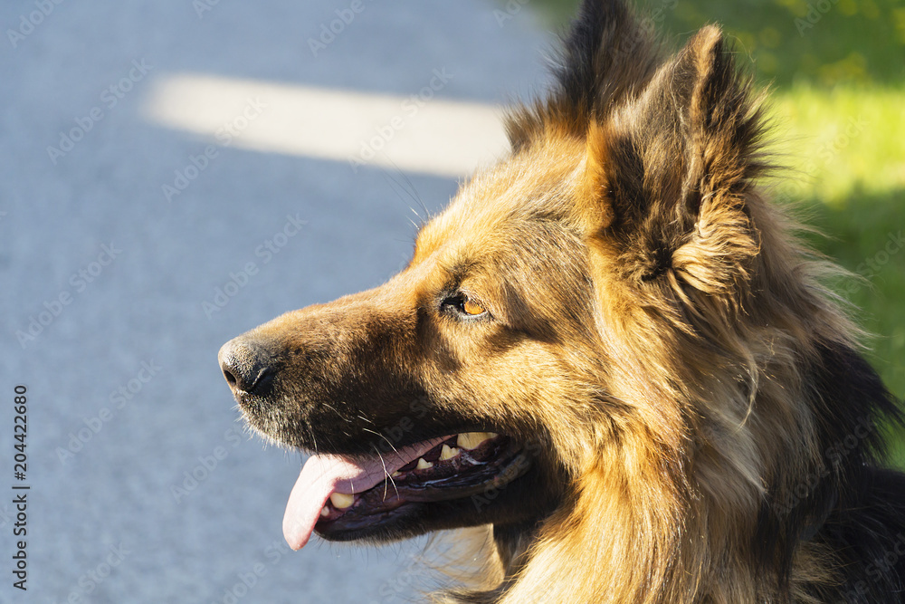 The portrait of German sheep dog, which attentively looks into the distance The portrait of German sheep dog, which attentively looks into the distance