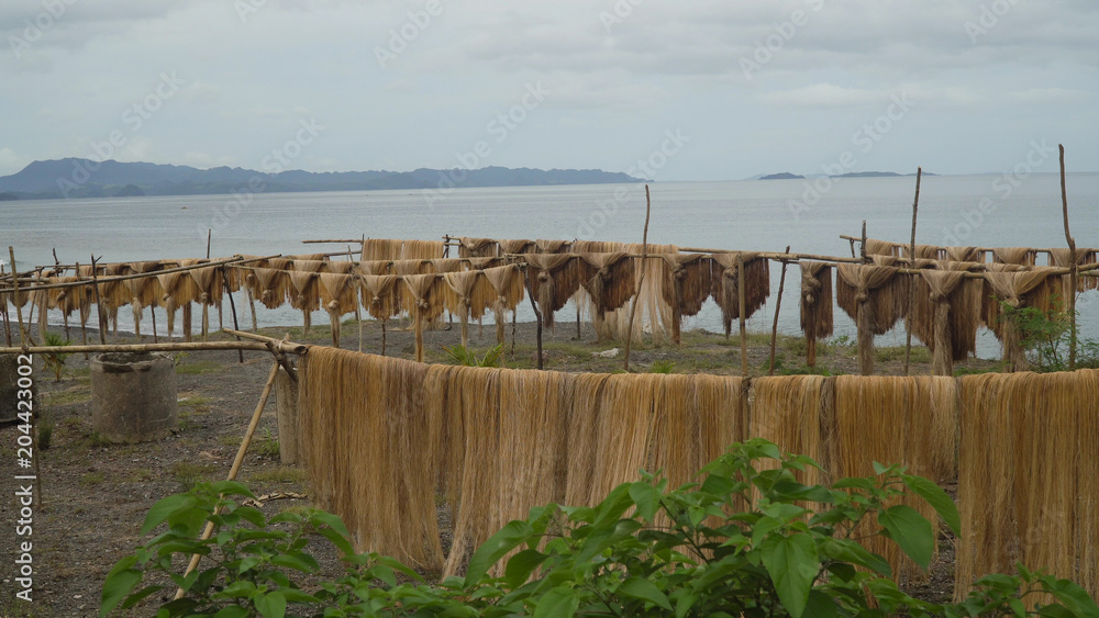 Abaca fiber, known as Manila Hemp, drying in an island village. abaca