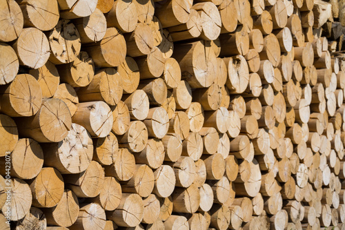 Pile of worked wooden roundish clear beautiful logs  stacked firewood background  view at saw cut  sunny day