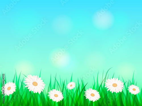 Summer chamomile glade. Space for text. Vector illustration