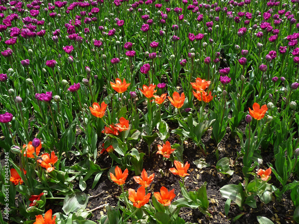 Fototapeta premium Orange and purple tulips of different varieties on the flower bed in the garden