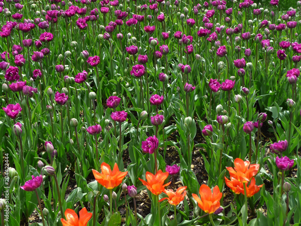 Orange and purple tulips of different varieties on the flower bed in the garden