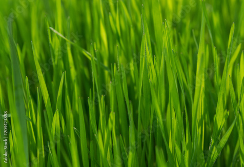 Juicy and young green grass. Close-up.